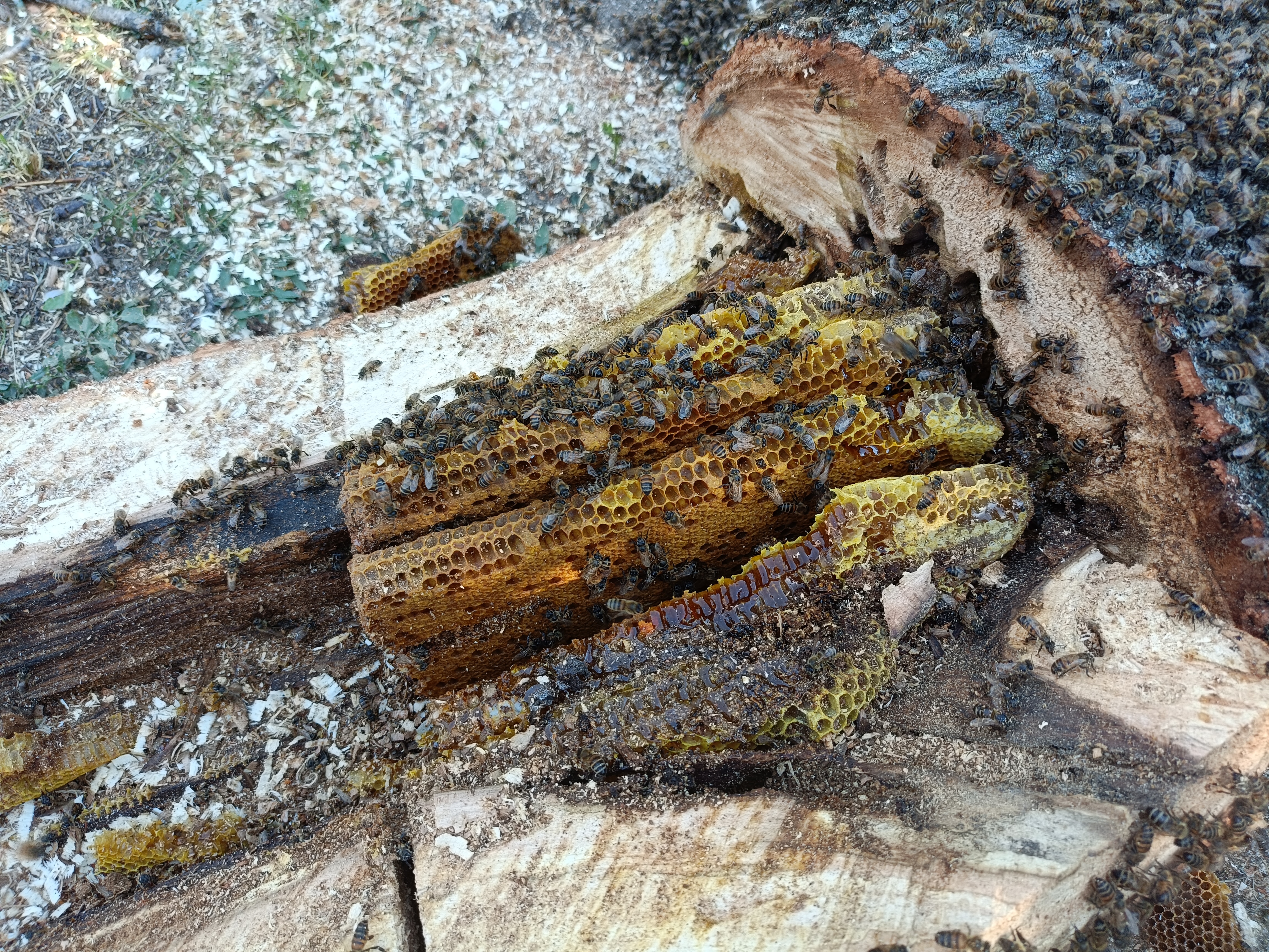 faguri in trunchi de tei cu puiet