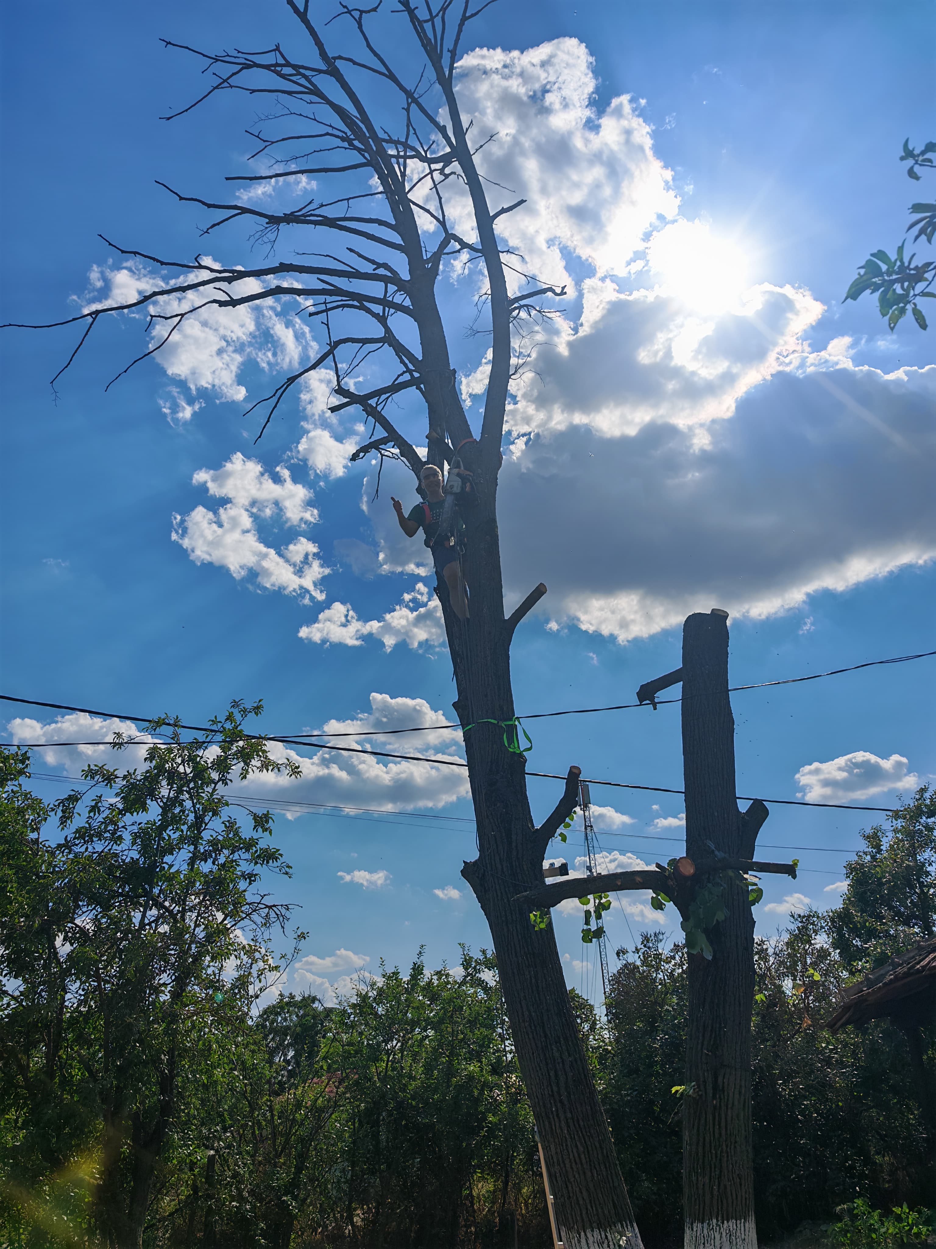 În teiul geamăn — înălțimea față de sol.